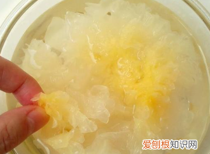 银耳怎么熬出胶,银耳怎样熬出胶原蛋白