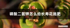 磷酸二氢钾给长寿花的用法使用方法 磷酸二氢钾怎么给长寿花施肥，施肥技巧