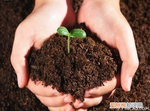 什么是草炭土草炭土制作过程