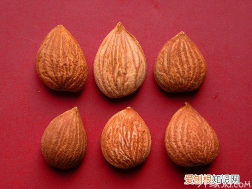 苦杏仁怎么去苦味 医生提醒:苦味果仁不要生吃