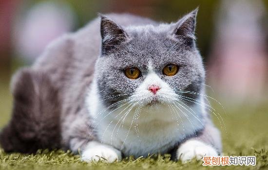 两个月的猫咪口臭怎么办 猫咪口臭怎么解决
