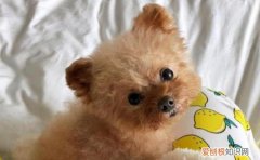 泰迪立耳和飞耳的区别图 泰迪立耳和飞耳的区别