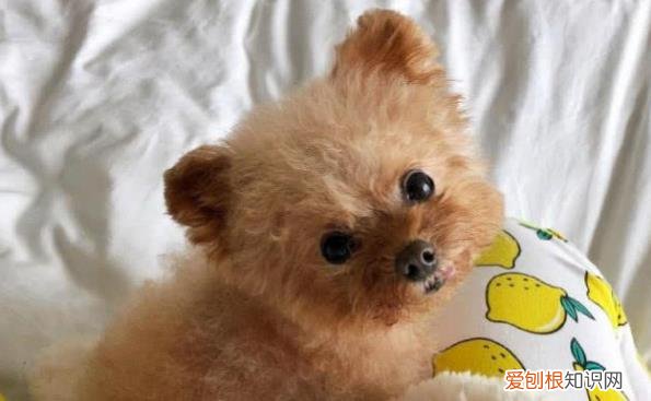 泰迪立耳和飞耳的区别图 泰迪立耳和飞耳的区别