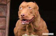 大比特犬和小比特有啥区别 巨比犬和比特犬的区别