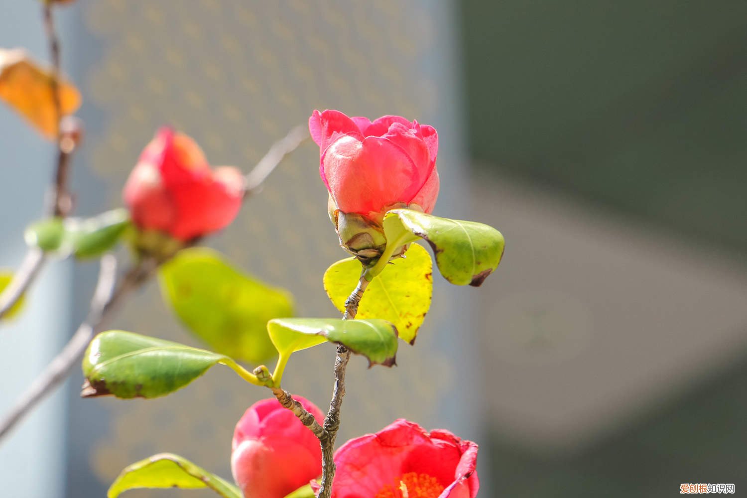 山茶花用修剪吗 山茶花怎么修剪，怎样修剪山茶花花开的才能更多