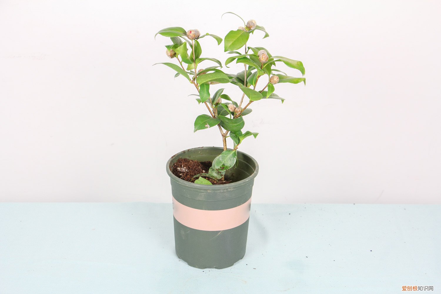 山茶花用修剪吗 山茶花怎么修剪，怎样修剪山茶花花开的才能更多