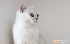 矮脚蓝猫和普通蓝猫区别,矮脚蓝猫和普通蓝猫有什么不同,矮脚蓝猫和普通蓝猫有什么不一样