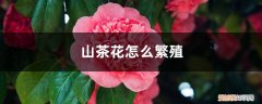 山茶花是怎样繁殖的 山茶花怎么繁殖，繁殖后代的方法