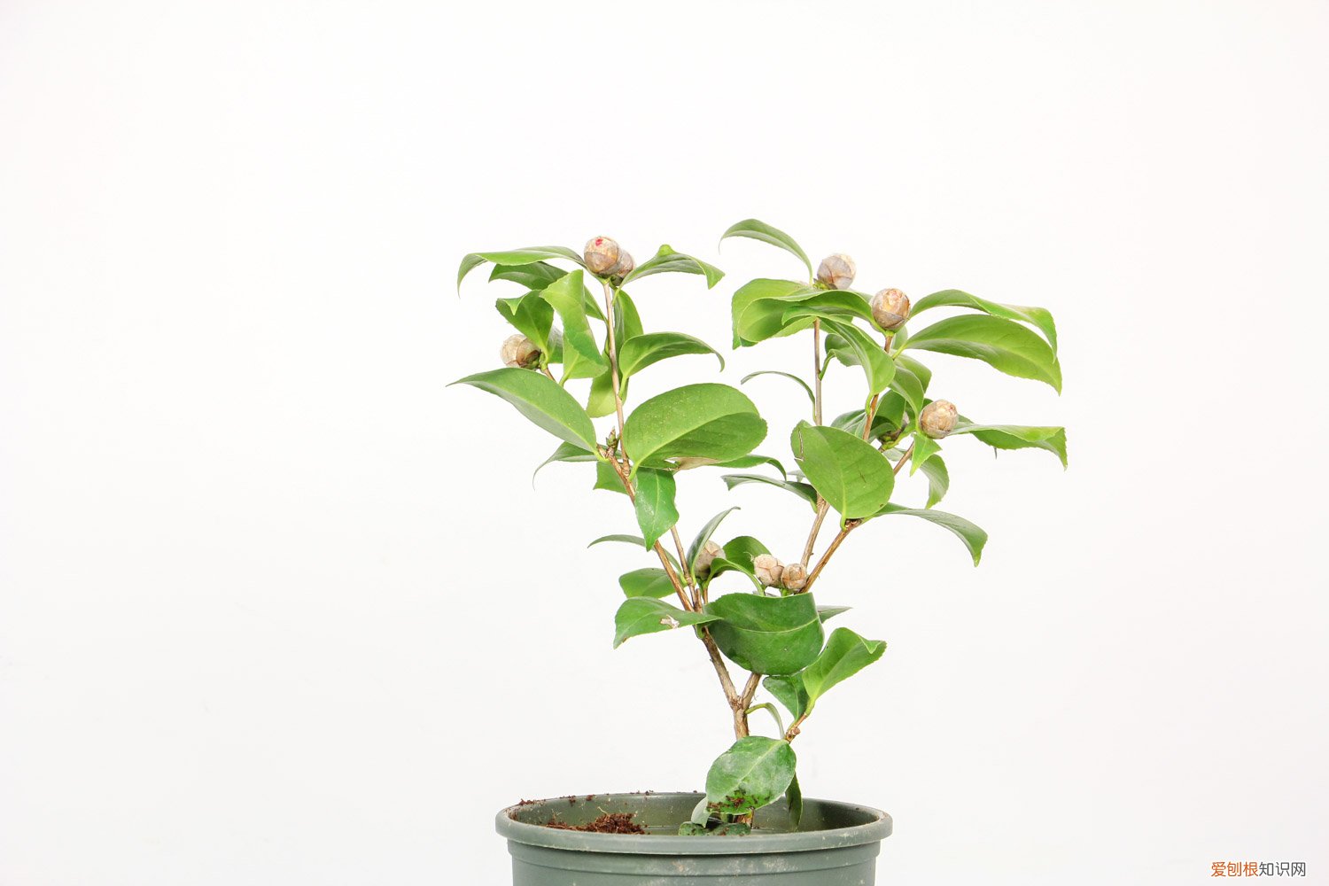 山茶花的种植方式 山茶花怎么种植方法，山茶花种植时间