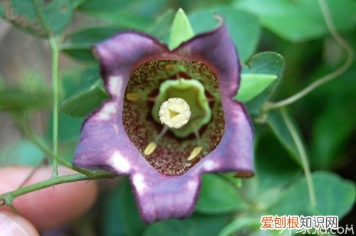 四叶参怎么吃 四叶参的家常做法