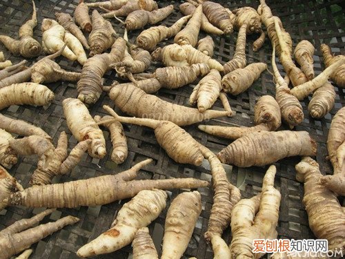 四叶参怎么吃 四叶参的家常做法