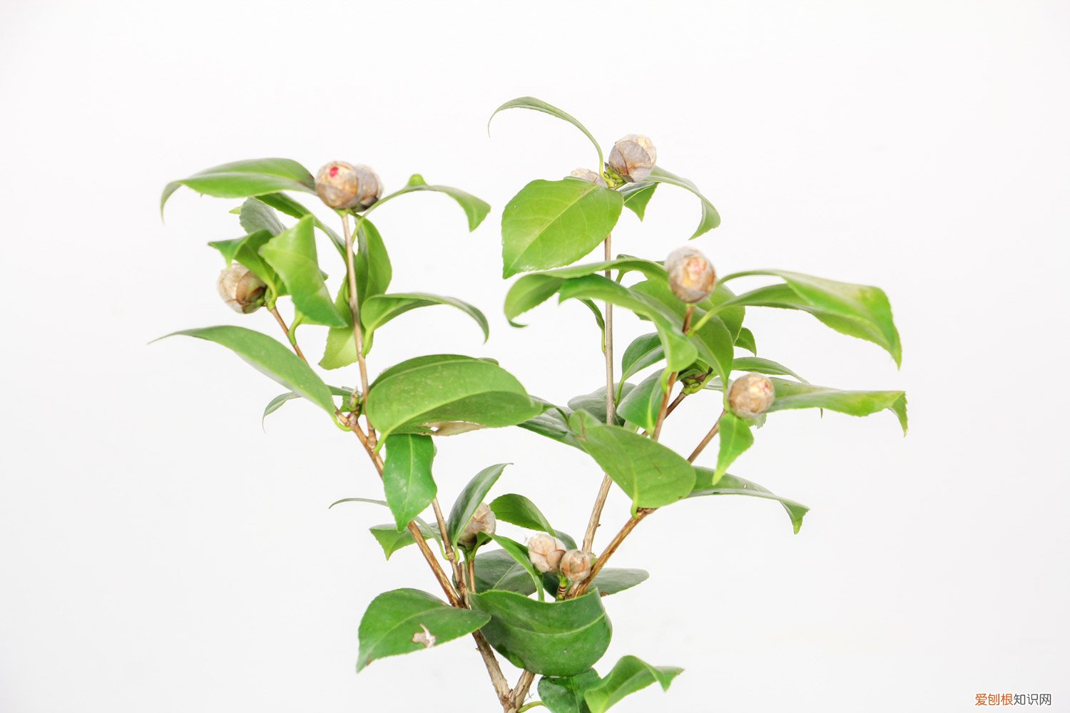 盆栽山茶花怎么修剪,什么时候修剪比较好 盆栽山茶花怎么修剪，什么时候修剪