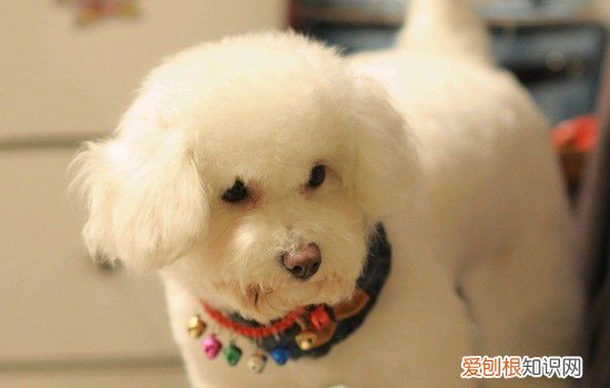 长白毛的狗是什么品种 白色长毛狗是什么品种