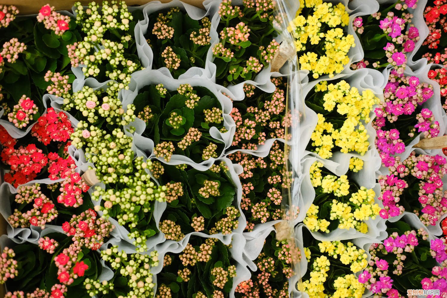 长寿花冬天能插活吗,扦插方法图片视频 长寿花冬天能插活吗，扦插方法图片