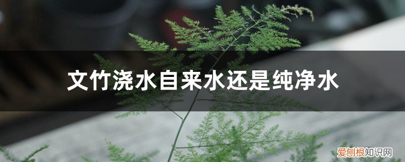 文竹浇水自来水还是纯净水,浇水是浇叶还是根 文竹浇水自来水还是纯净水，浇水是浇叶还是根