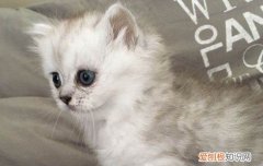 养猫猫毛会吸进肺里吗 猫毛会吸进肺里怎么办