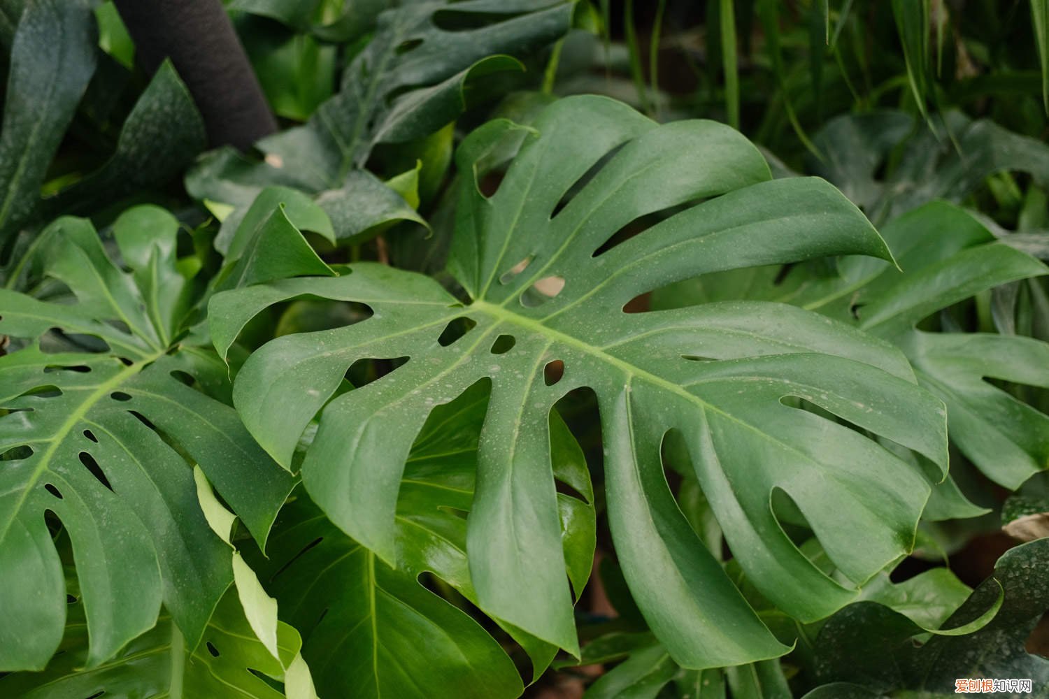 龟背竹爆盆可以剪掉它的根吗 龟背竹怎么实现爆盆，爆盆后对生长有影响吗