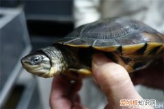 石龟白眼病的治疗办法喜欢养石龟的赶紧收藏了