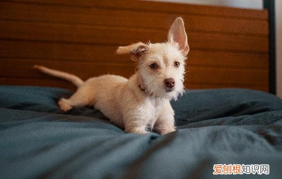 什么是中华田园犬? 中华田园犬是什么狗