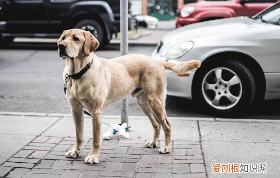 拉布拉多认主人是不是很少理别人 拉布拉多随便认主人吗