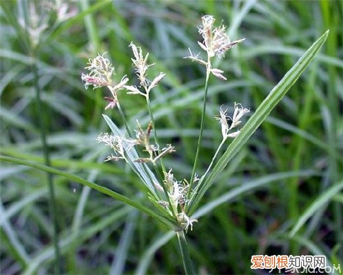 香附子的作用强大 神奇的杂草你见过没