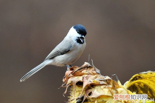 沼泽山雀习性介绍 沼泽山雀饲养管理