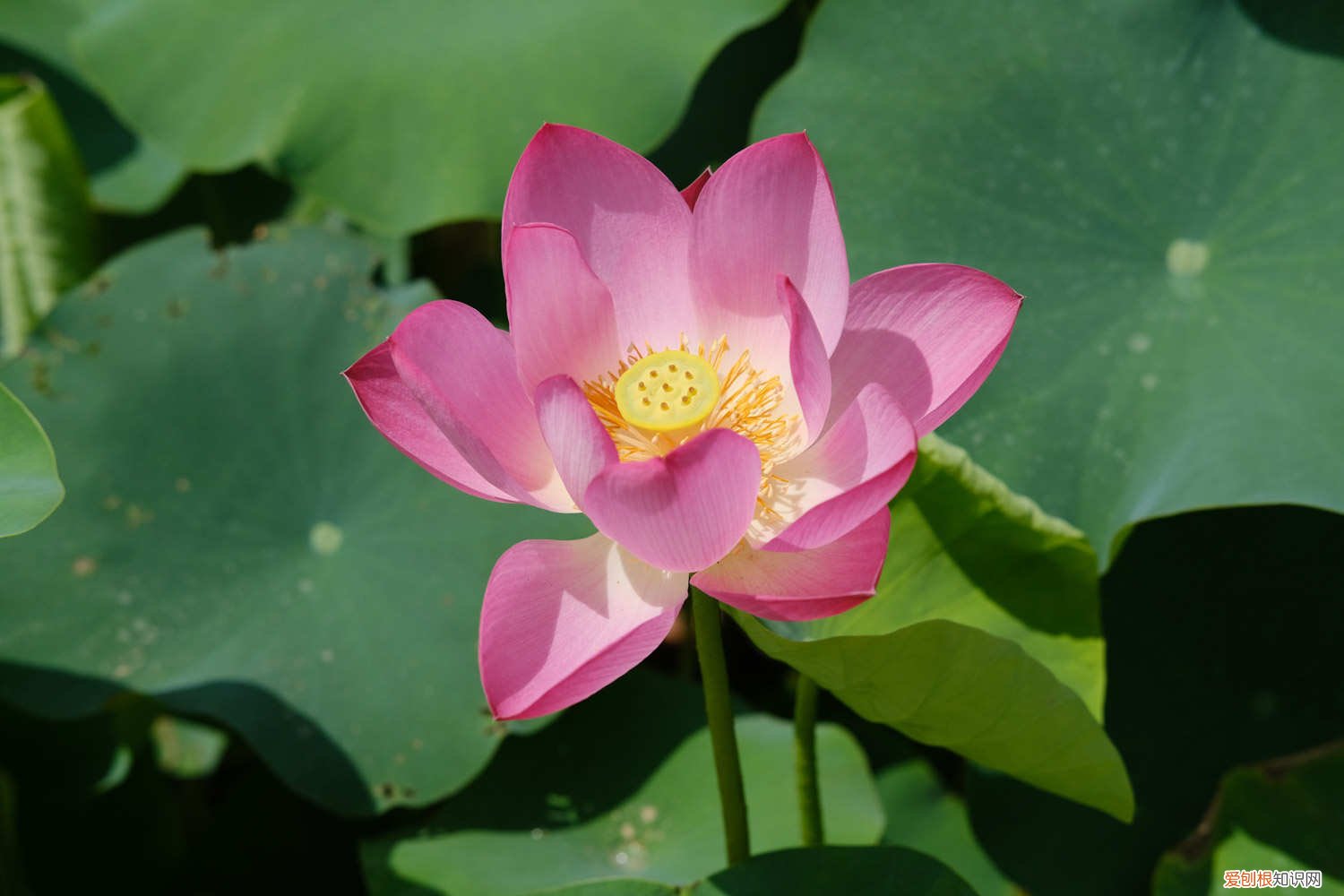 小荷花怎么养 新买的荷花怎么养