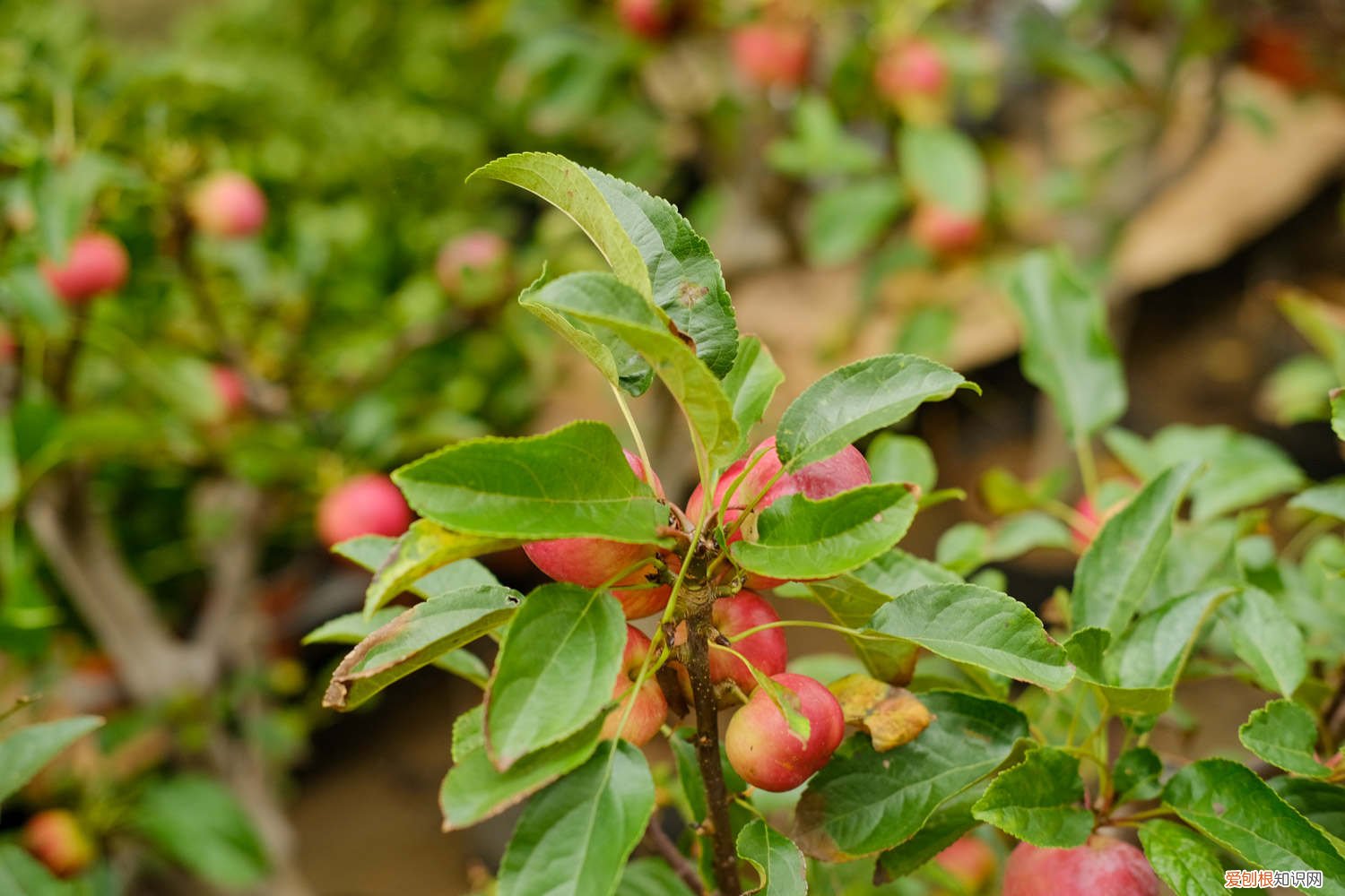 刚买回的海棠怎么栽 新买的海棠怎么养