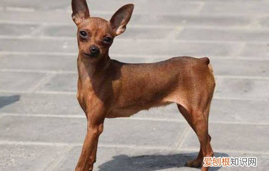 小鹿狗好养么 为什么小鹿犬很少人养