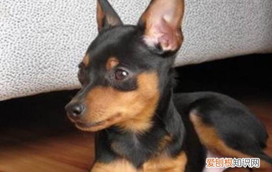 迷你杜宾优缺点分析 迷你杜宾优缺点