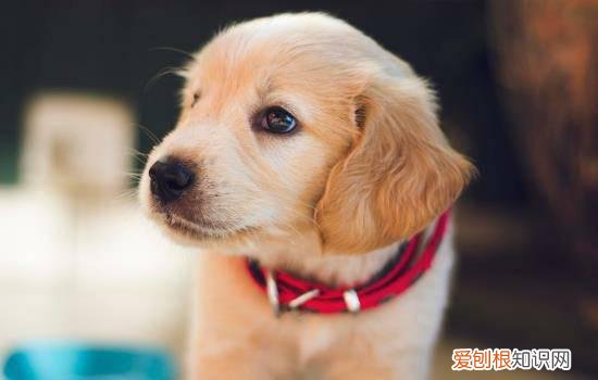 狗跑的速度有多快 狗的速度到底能跑多快