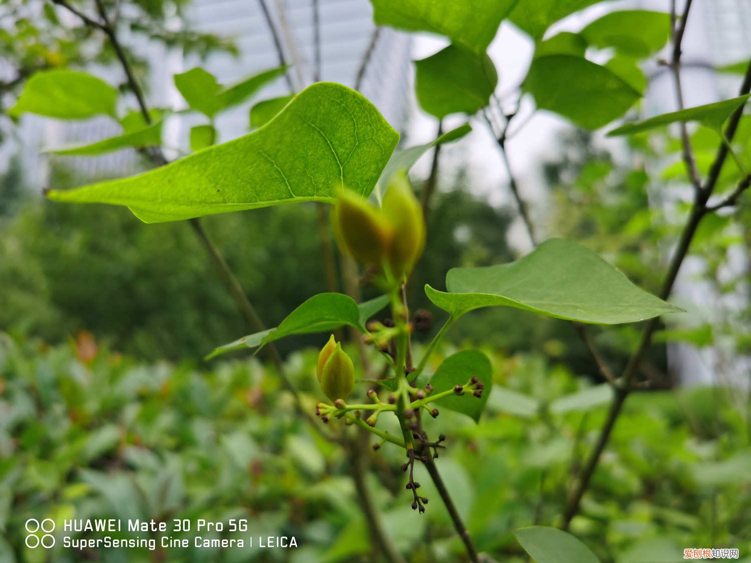 丁香可以家养吗 新买的丁香怎么养