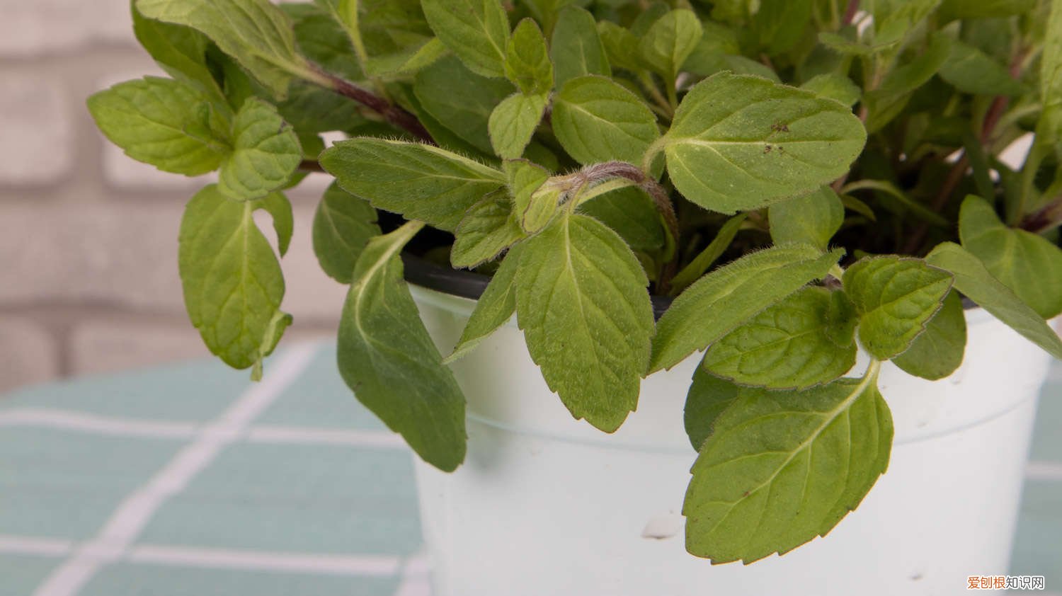 新买的薄荷怎么养护 新买的薄荷怎么养