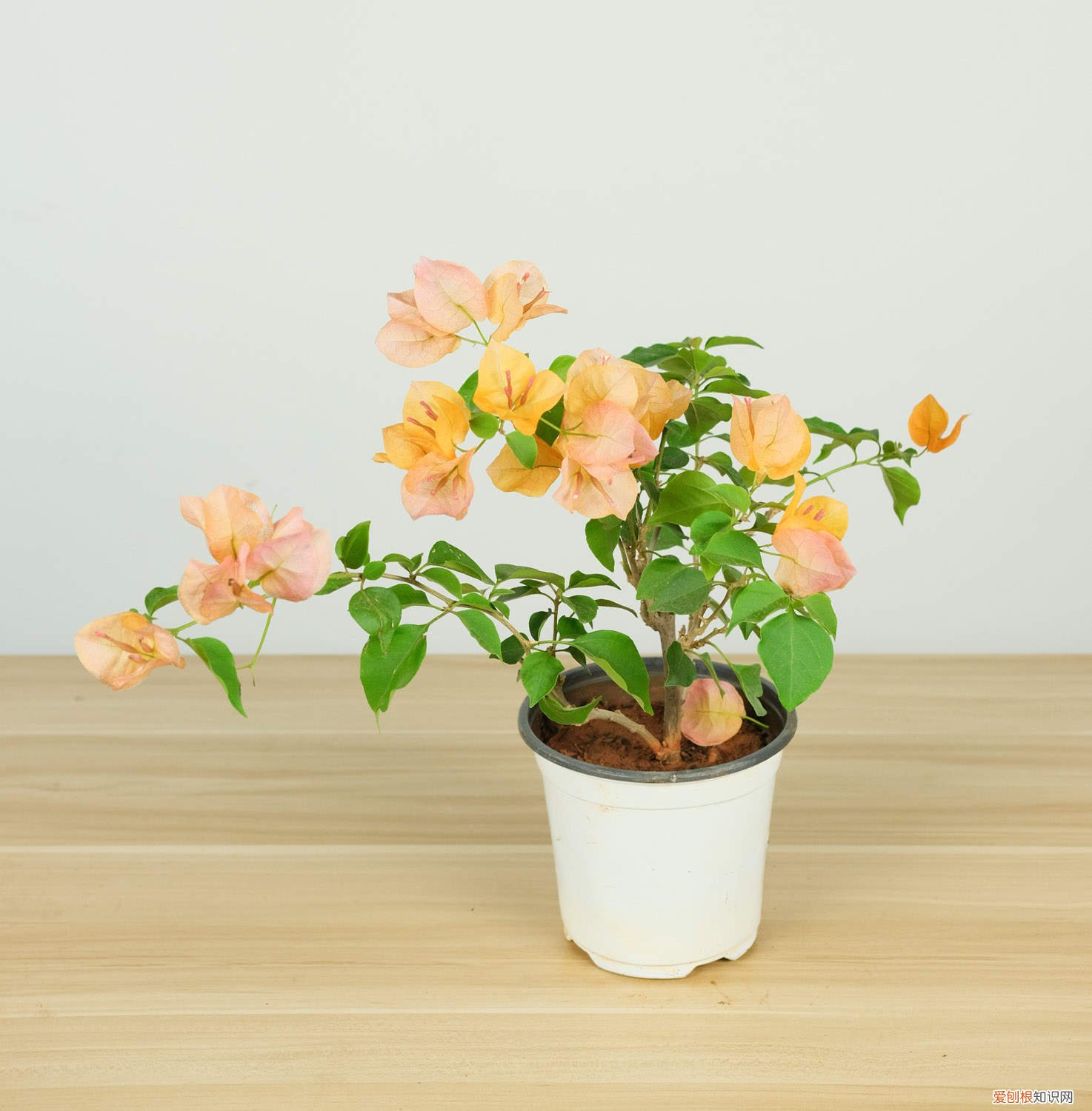 三角梅什么时候换盆好? 什么时候给三角梅换盆最适合，换盆后怎么养护