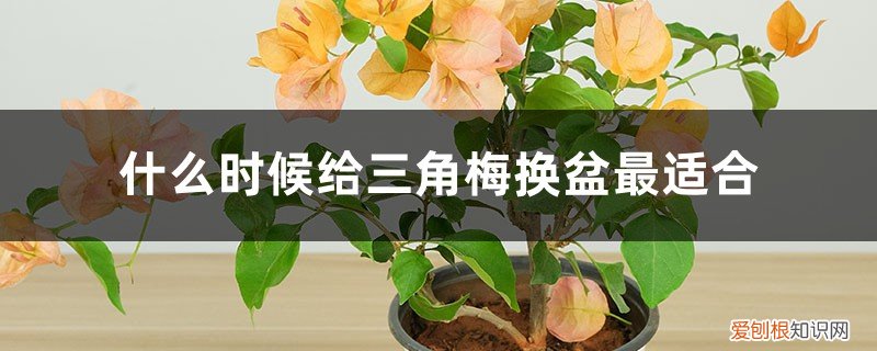三角梅什么时候换盆好? 什么时候给三角梅换盆最适合，换盆后怎么养护