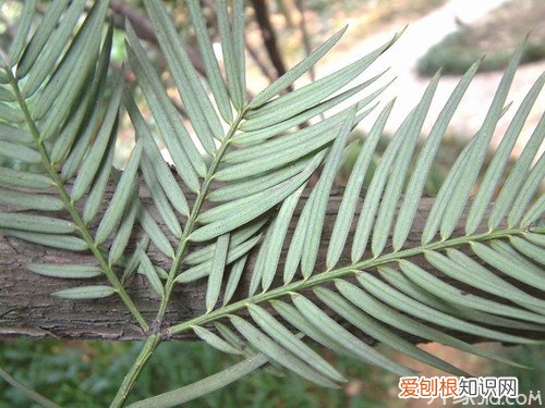 三尖杉有什么功效与作用 三尖杉价格