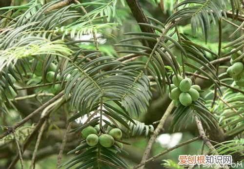 三尖杉有什么功效与作用 三尖杉价格