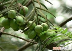 三尖杉有什么功效与作用 三尖杉价格