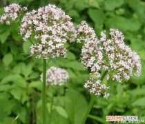 缬草的功效与作用及服用方法，缬草的功效与作用,缬草的副作用