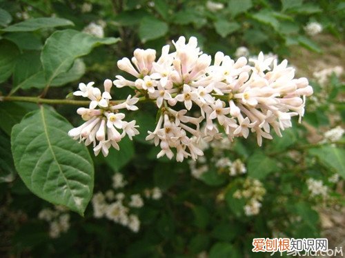 缬草的功效与作用及服用方法，缬草的功效与作用,缬草的副作用