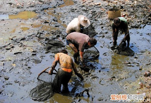 水族箱最忠实的“清洁工”垃圾鱼怎么养,水族箱工具鱼养什么好