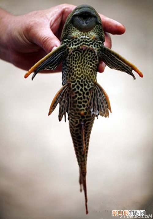 水族箱最忠实的“清洁工”垃圾鱼怎么养,水族箱工具鱼养什么好