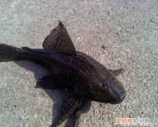 水族箱最忠实的“清洁工”垃圾鱼怎么养，水族箱工具鱼养什么好