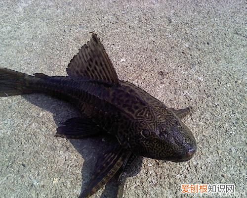 水族箱最忠实的“清洁工”垃圾鱼怎么养,水族箱工具鱼养什么好