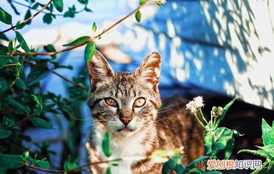 母猫来月经出血几天 母猫来月经