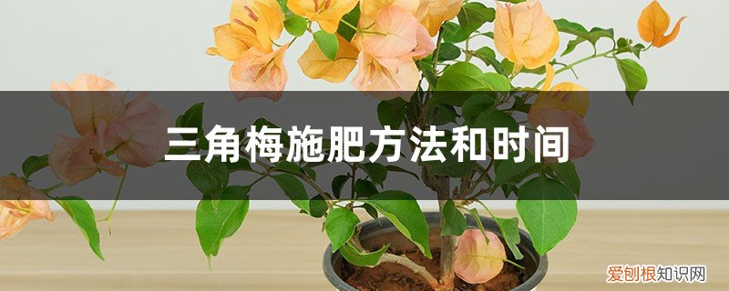 三角梅需要施什么肥 三角梅施肥方法和时间,施肥什么肥最好