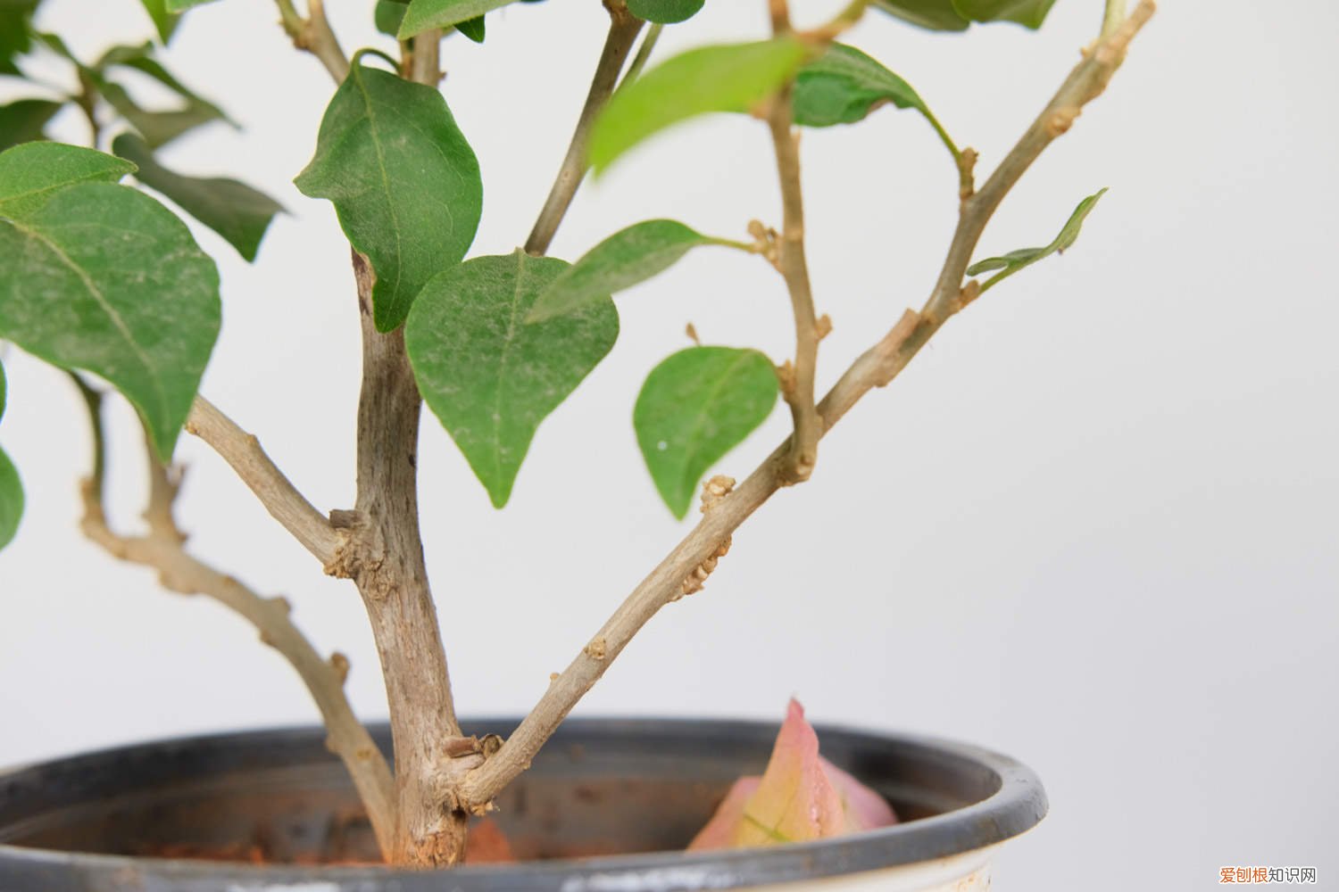 三角梅需要施什么肥 三角梅施肥方法和时间,施肥什么肥最好