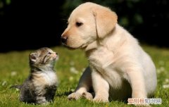 幼猫刚到家不吃不喝 幼猫刚到家