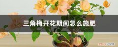 三角梅开花期间怎么施肥,施什么肥最好 三角梅开花期间怎么施肥，施什么肥