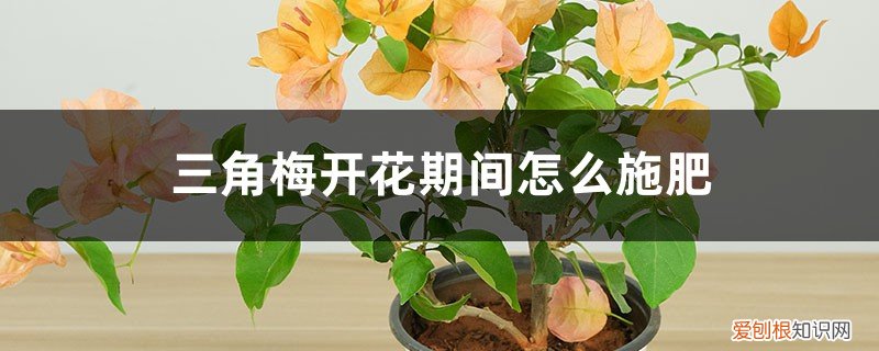 三角梅开花期间怎么施肥,施什么肥最好 三角梅开花期间怎么施肥，施什么肥